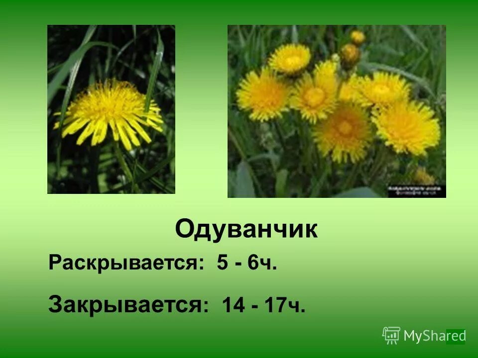 одуванчик закрытый. календула бутон. оксалис кислица бабочки. лунный цветок энотера. цветок открывается и закрывается домашний.