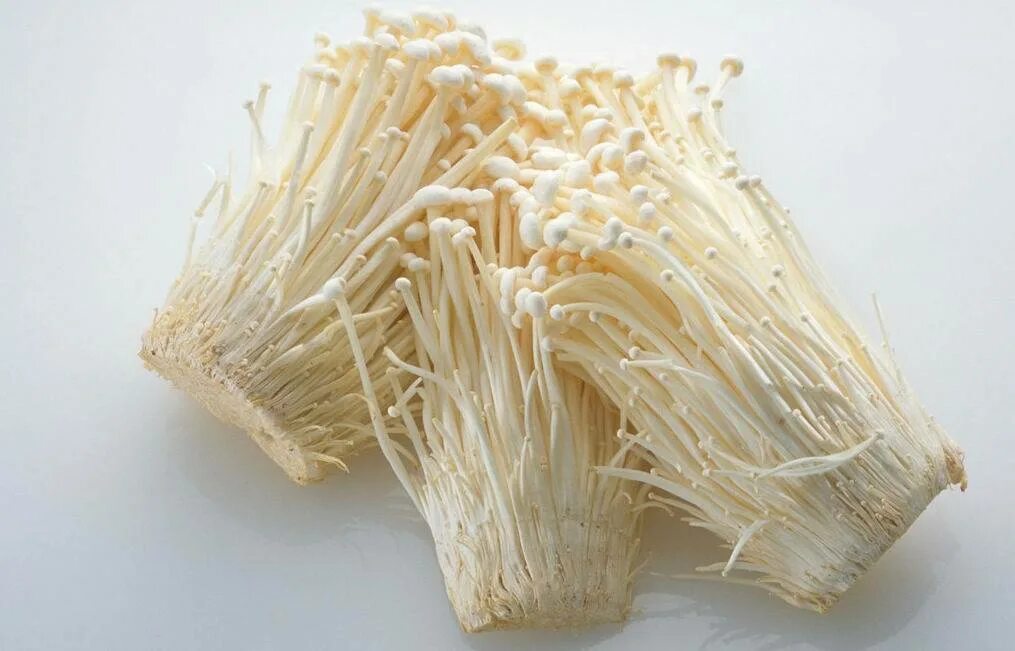 китайские грибы эноки. грибы эноки корея. китайские грибы муэр. корейские грибы эноки. эноки машрумс.