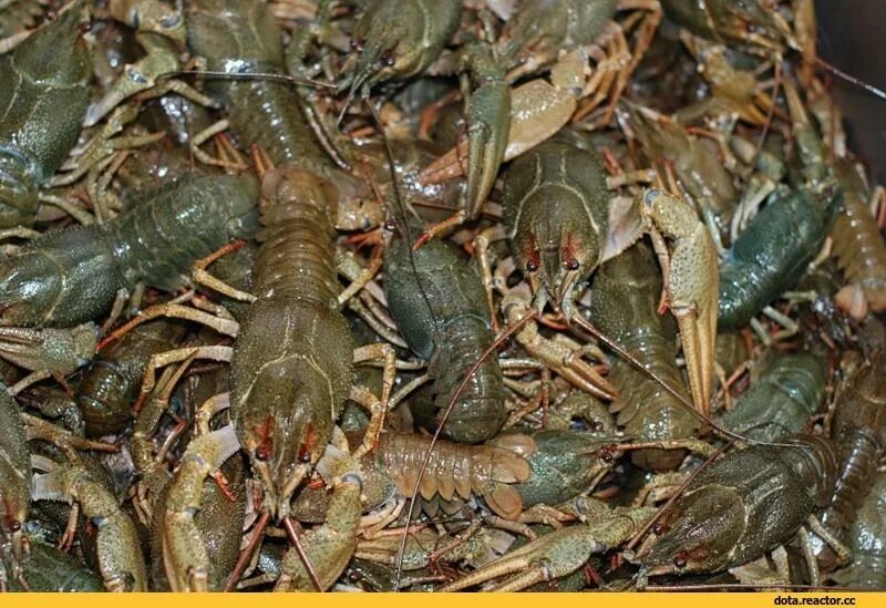 Рак+ рыба. Ведро морепродуктов. Креветки на мангале. Раки кунгур. Рачки в волге.