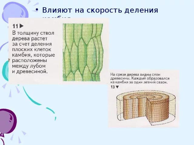 За счет деления клеток стебель растет