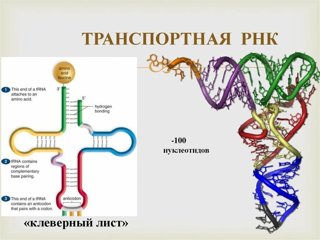 Вычисли угол рнк. Состав нуклеотидов ТРНК. Строение молекулы транспортной РНК. Схема структуры РНК. Биологическая роль РРНК И ТРНК.