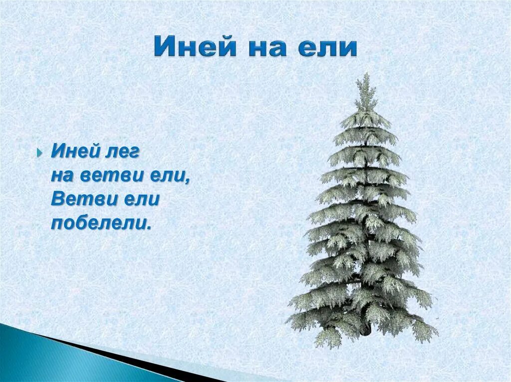 Значение слова ель. Стихотворение про иней. Лексическое слова ель. Пихта лесная уральская. Стихотворение про иней для детей.