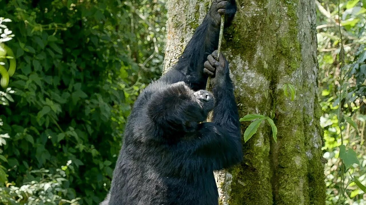 The monkeys always climb trees