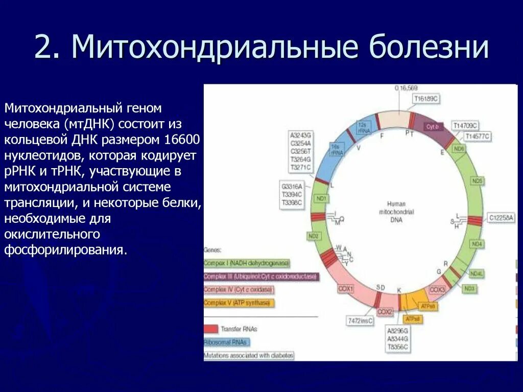 Определение последовательности митохондриальной днк неандертальца. Определение последовательности митохондриальной днк неандертальца