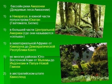 Влажные экваториальные леса степи