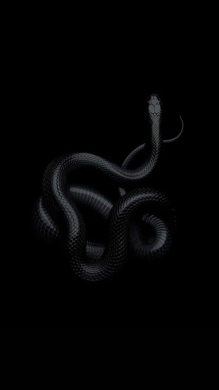 Змей на заставку телефона. Королевская черная змея Nigrita. Змея на черном фоне. Черная змея на телефон. Змея обои.