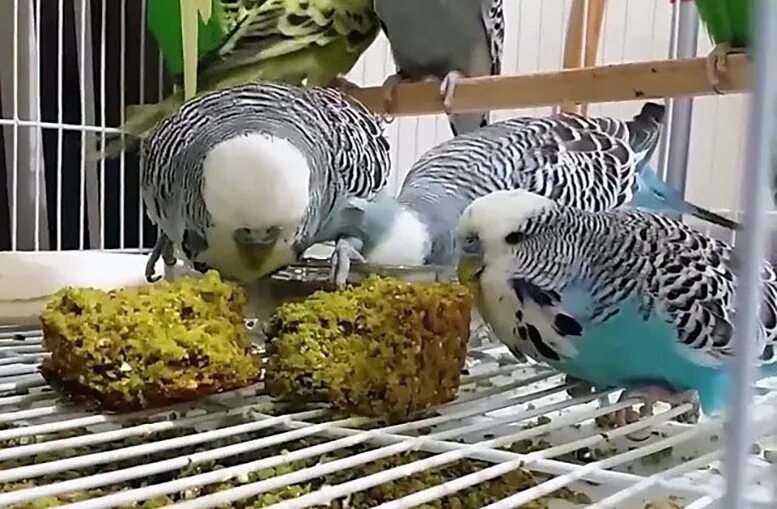 Можно давать яйца попугаям. Попугай ест хлеб. Попугай в хлебе. Попугай ест зерно. Хлеб волнистый.