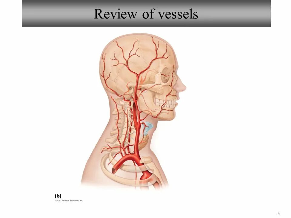 артерии на теле человека схема. наружная сонная артерия анатомия ветви. артерии у человека расположение. наружная сонная артерия анатомия. артерия местонахождение.