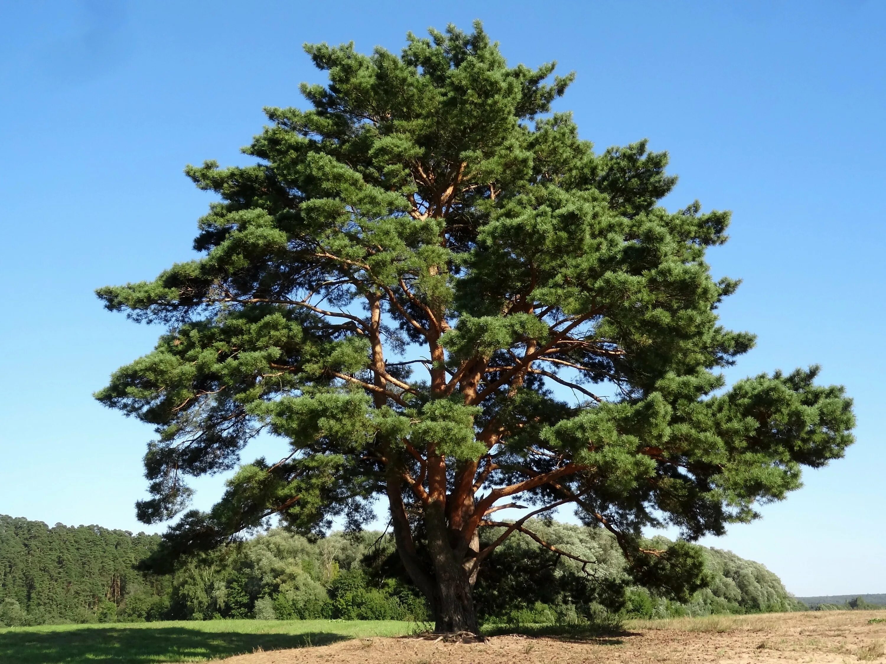 Хвойные кроны. Сосна обыкновенная габитус. Сосна Кавказская Pinus Hamata. Сосна обыкновенная (Pinus sylvеstris). Сосна обыкновенная Pinus Sylvestris l.