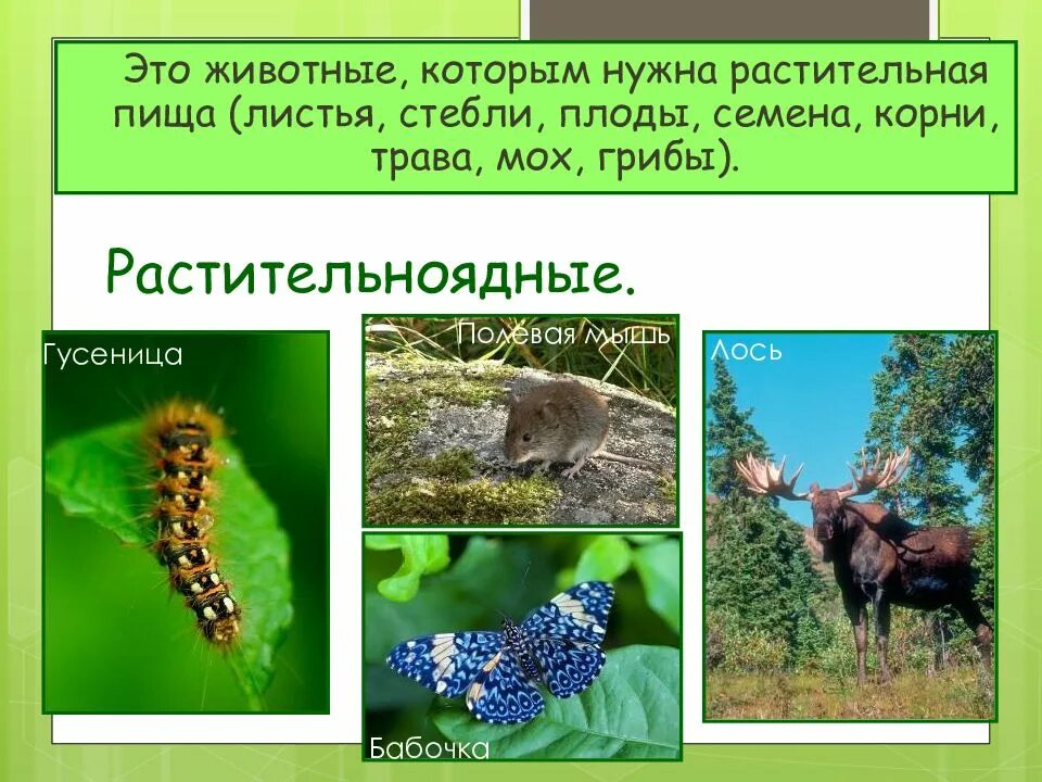 Какие растения используют в пищу животные. Растительноядные насекомоядные. растительноядные животные примеры. животные которые питаются растительной пищей 3 класс. растительноядные животные 3 класс.