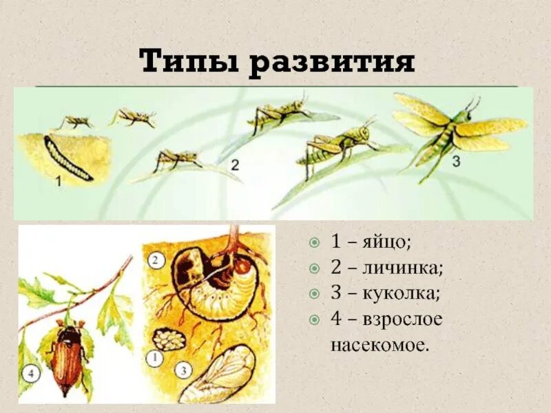 Какой тип развития характерен для стрекозы. Типы развития членистоногих. Цикл развития членистоногих. Типы развития. Тип Членистоногие развитие.