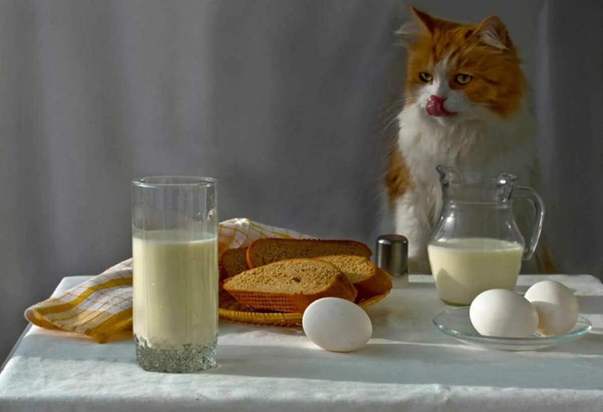 Пить молоко утром. Завтрак с котиками. Котик утро. Кот и молоко. Утреннее молоко.