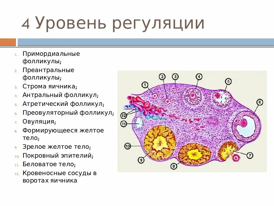 Фолликулы. Преантральные фолликулы. Примордиальный фолликул яичника. Находится в фолликуле