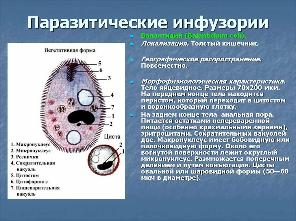 К какому классу относится балантидий. Малчриный алвздмодиий. Паразитический простейший. Паразитарные простейшие таблица. Паразитические формы простейших 7 класс биология.