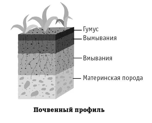 К материнской породе примыкает почвенный горизонт. Слой вмывания. Материнская порода – гумусовый – вымывания - вмывания. Вмывания почвы. Горизонт вмывания и вымывания.