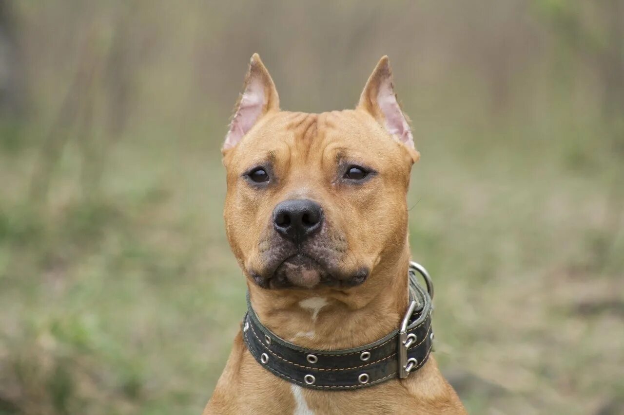 Старфаошитский терьен. Фотки стаффа. Стаффордширский терьер амстафф. Американский стаффордширский терьер (амстафф). Американский стаффордширский терьер.