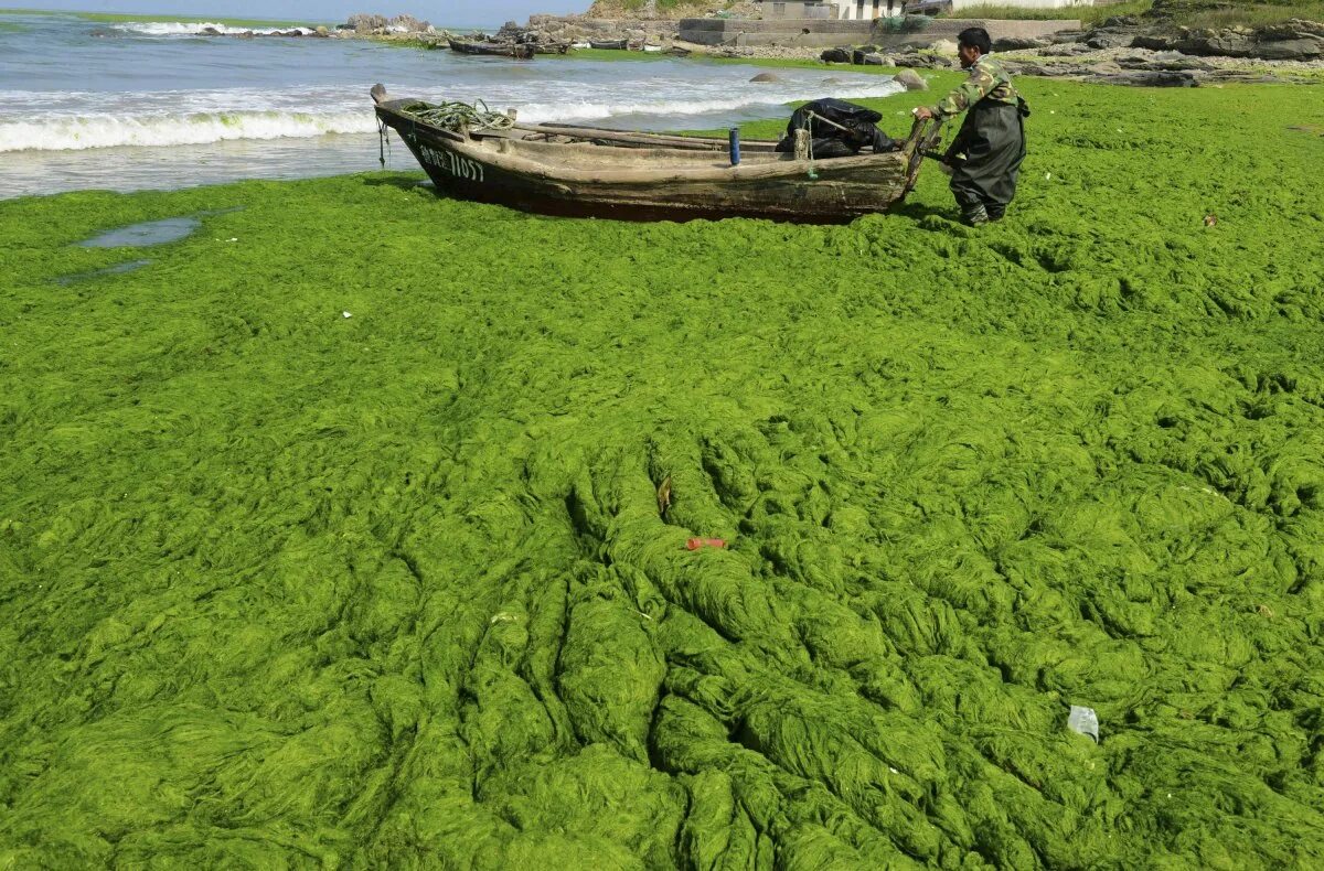 Почему водоросли растут в воде