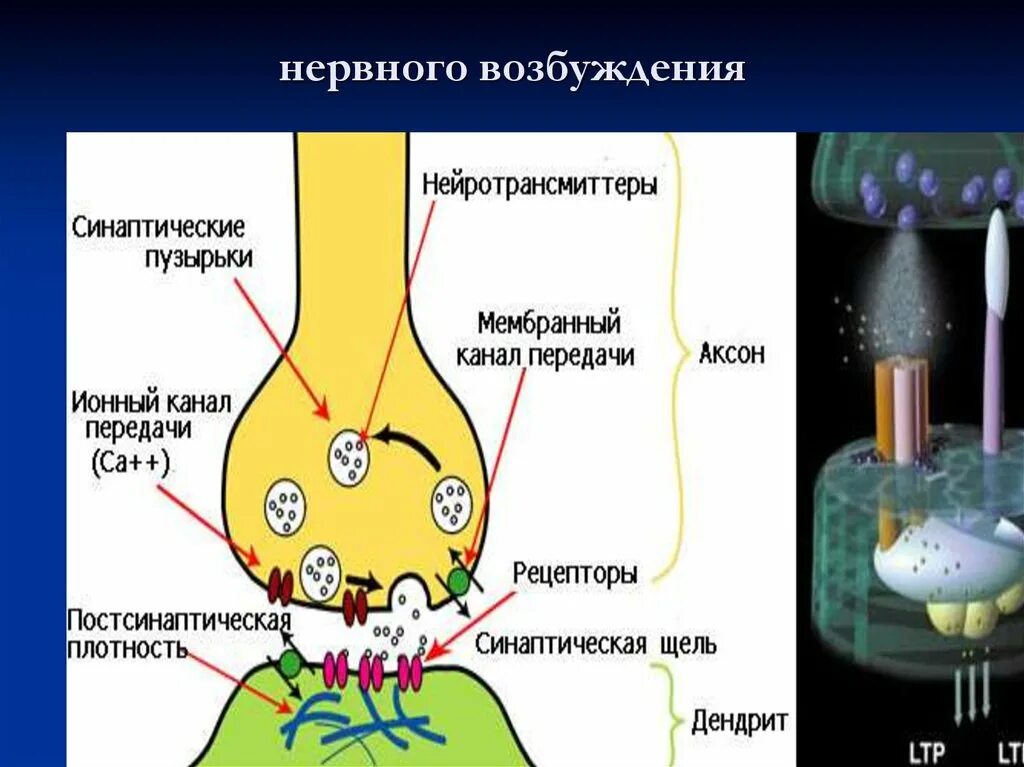 Как избавиться от возбуждения. Возбудимость нервной системы. Повышенная нервная возбудимость. Перевозбуждение нервной системы. Повышается нервная возбудимость.