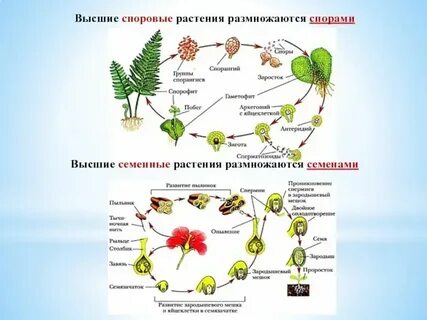 Составить схему жизненного цикла споровых растений