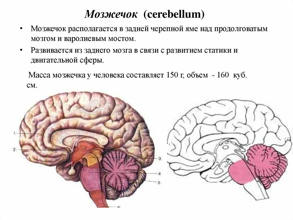 Особенности мозжечка головного мозга. Мозжечок головного мозга. Мозжечок мозг функции. Задний мозг мозжечок. Рисунок мозга с мозжечком.