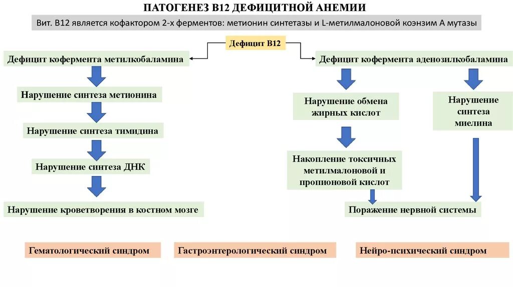 В12 при железодефицитной анемии. В12 анемия патогенез. Патогенез в12 дефицитной анемии и фолиеводефицитной анемии. Патогенез в12 дефицитной анемии. Б12 анемия патогенез.