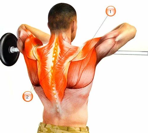 упражнения для подостной мышцы. упражнения для мышц лопаток. упражнения для мышц спины. мышцы спины лопатки упражнения. тяга горизонтального блока к поясу мышцы.