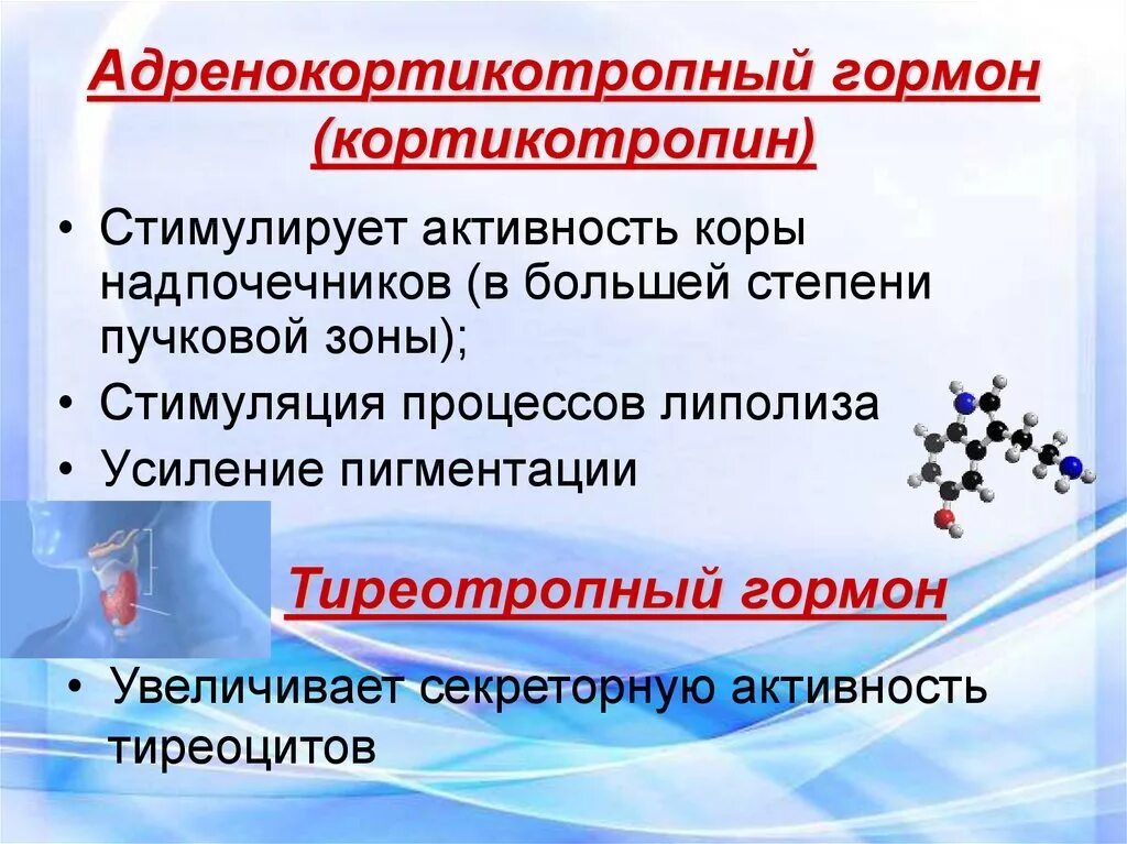 Химическое строение адренокортикотропного гормона. Адренокортикотропный гормон. Кортикотропин гормон. Адренокортикотропный гормон функции. Гормона расширяющие