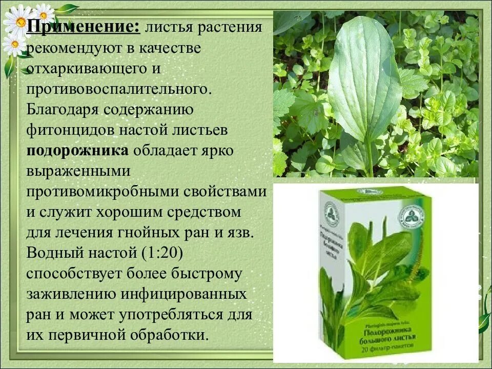 Подорожник как используется человеком. Настой листьев подорожника. Лечебное растение подорожник. Подорожник кровоостанавливающее средство. Полезное растение подорожник.