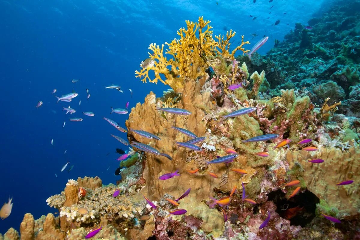 Остров Малаита. Coral Reef, Solomon Islands коралловый риф, Соломоновы острова. Соломоновы острова растительный мир. Остров Тетепаре Соломоновы острова. Mi island