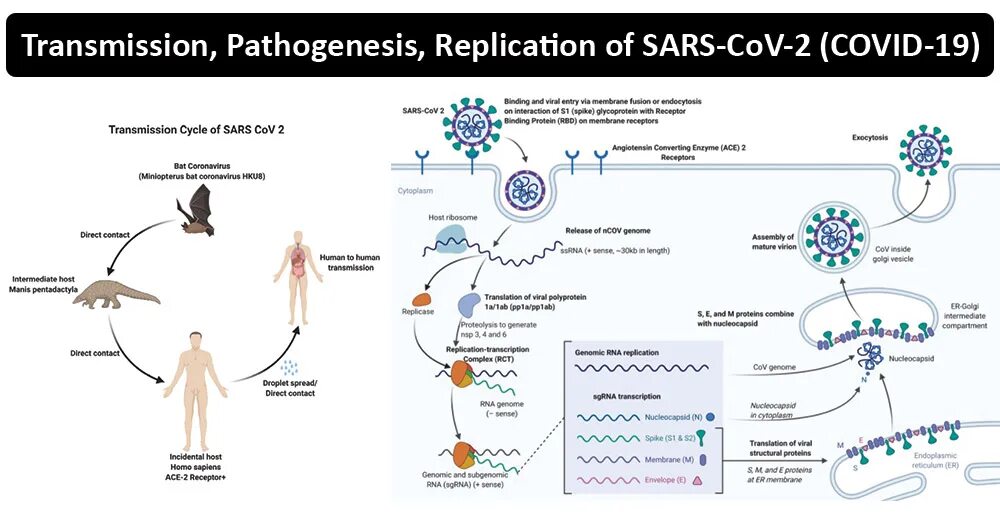 Вирус сарс группа патогенности. Жизненный цикл SARS-cov-2. Covid SARS cov 2. Жизненный цикл коронавируса SARS-cov-2. Патогенез SARS-cov-2.
