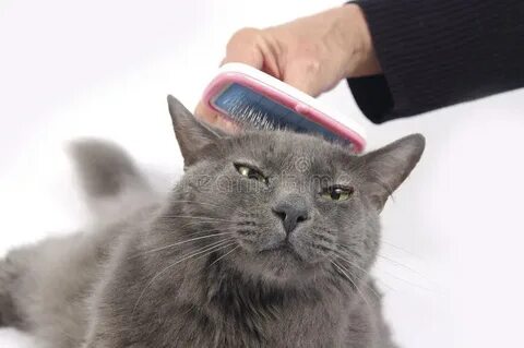 Кошачья шерсть человека