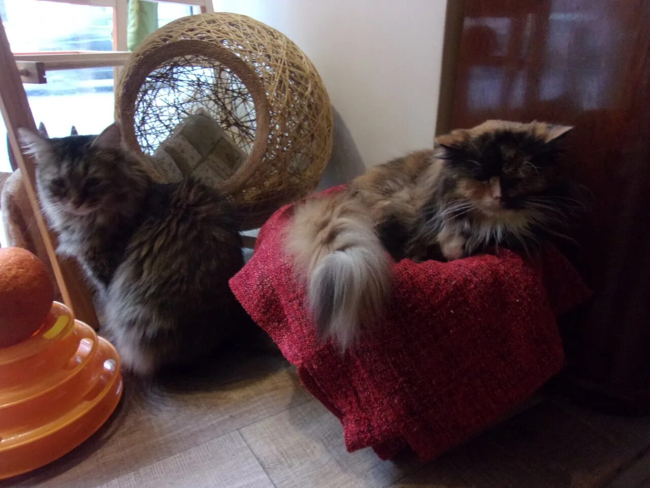Котокафе котиссимо новая басманная. Котокафе котиссимо. москва новая басманная улица 31 котокафе котиссимо. котиссимо фото. кафе котиссимо в москве.