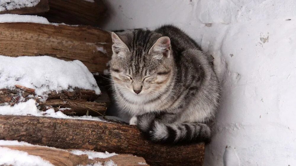 Какую температуру выдерживают коты зимой. Котики на улице зимой. котенок на улице зимой. уличные кошки зимой. бездомные кошки зимой.
