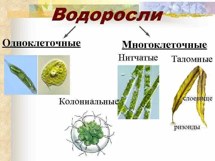 Многоклеточные водоросли состоят из большого. Водоросли одноклеточные и многоклеточные. Колониальные водоросли и многоклеточные водоросли. Одноклеточные многоклеточные и колониальные. Колониальный таллом водорослей.