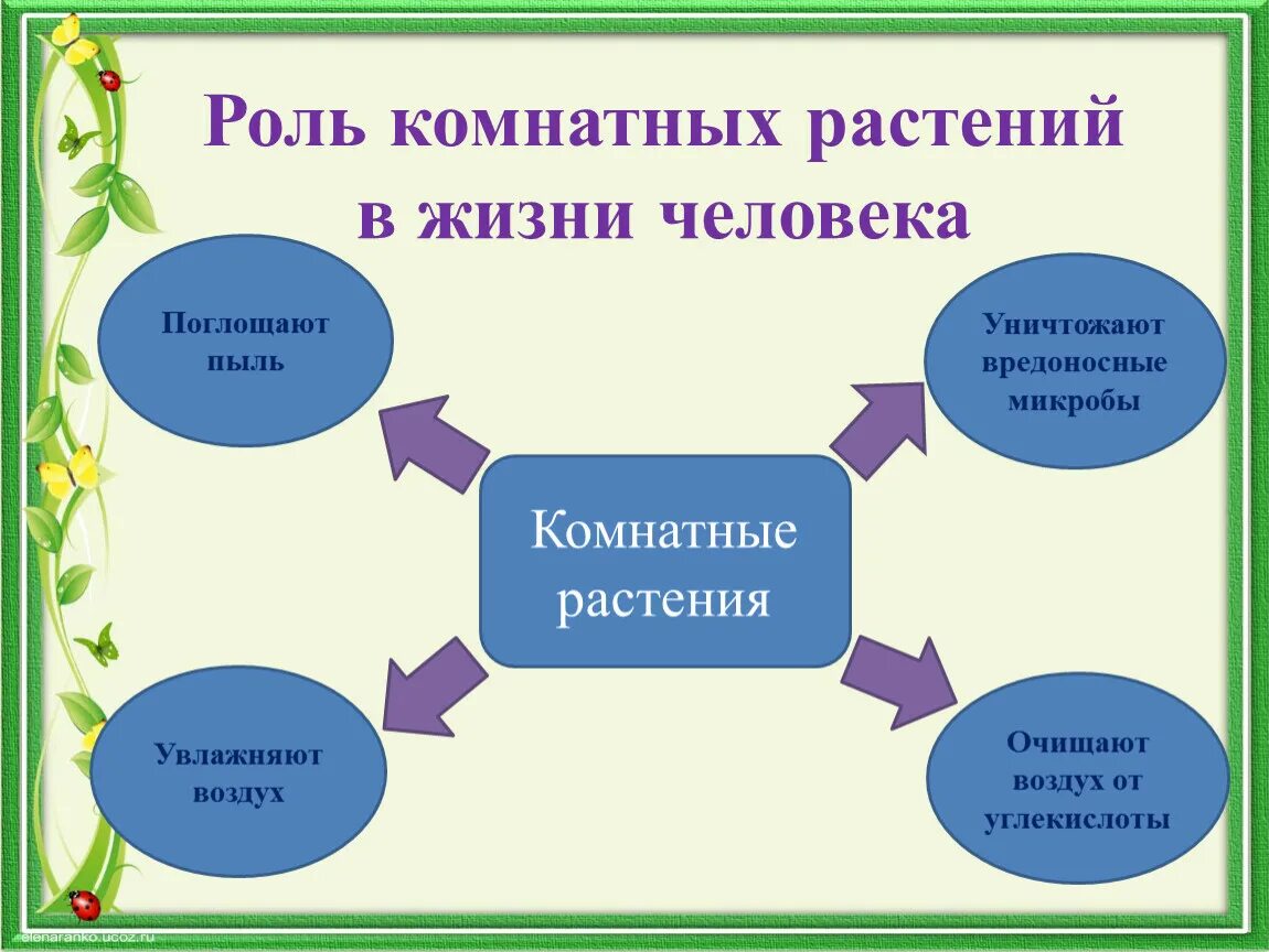 Школа значение для человека. Роль комнатных растений. Роль комнатных растений в жизни. Роль домашних растений в жизни человека. Роль комнатных растений в жизни человека кратко.