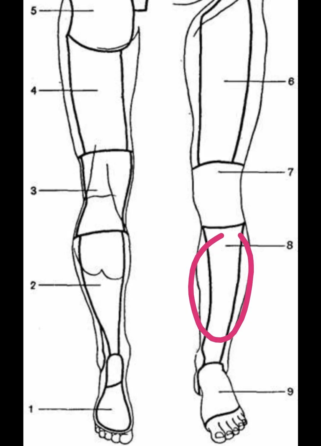 Строение ноги до колена. Как называется часть ноги от колена до бедра. Части ноги человека. Название частей ноги. Передняя часть голени.