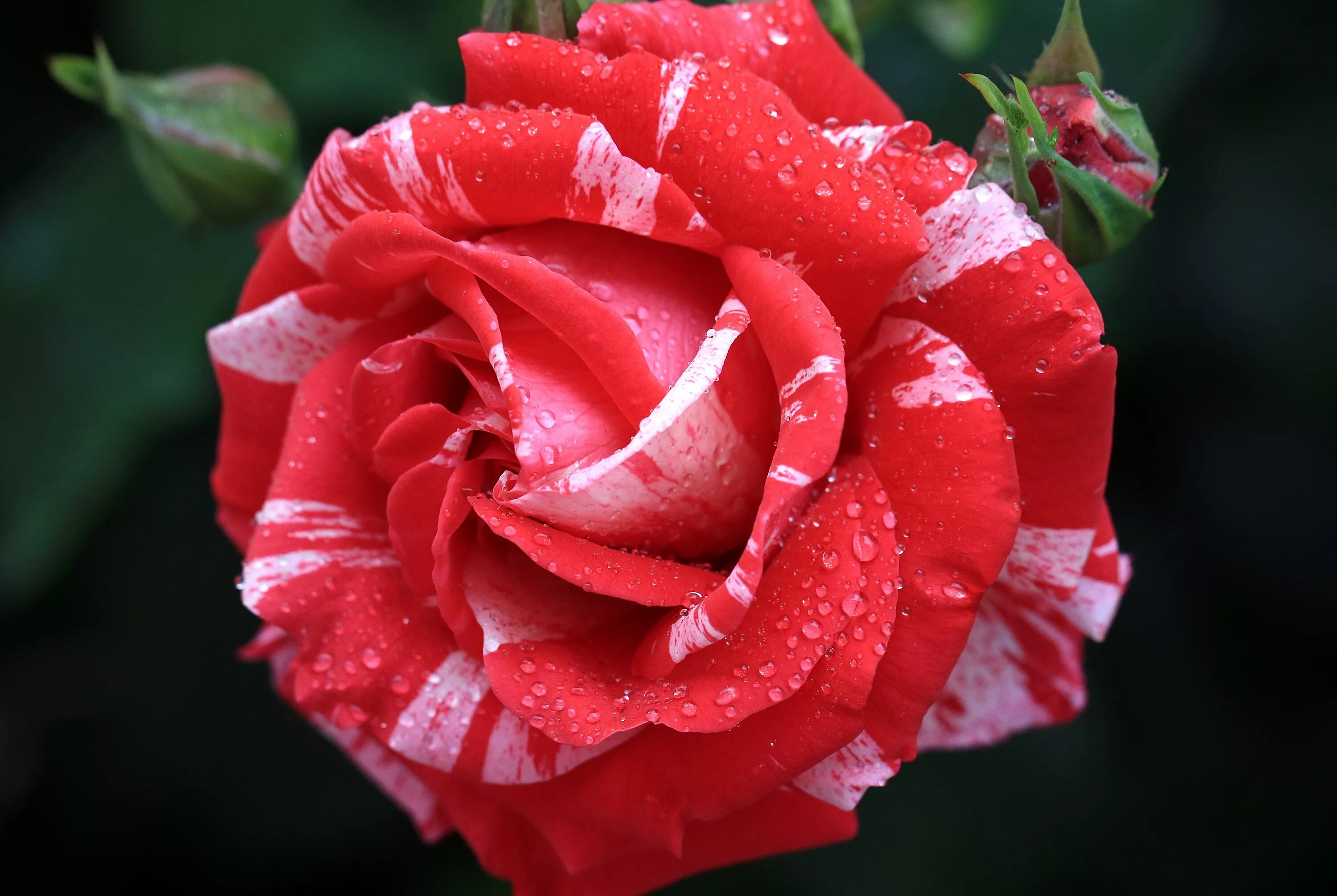 Beautiful rose flowers