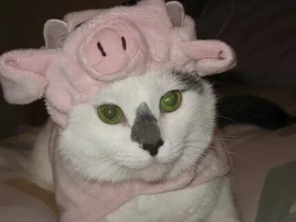 Cat pig