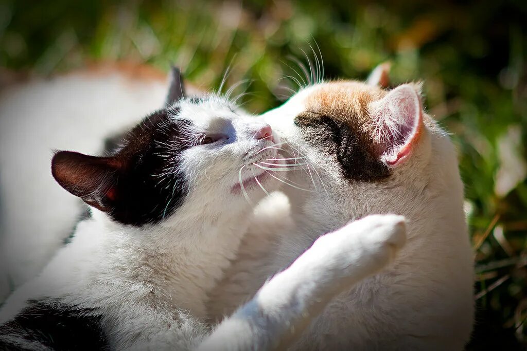 Кошечки любовь. Кошки любовь. Влюбленные котики. Поцелуй кошек. Котики обнимаются.