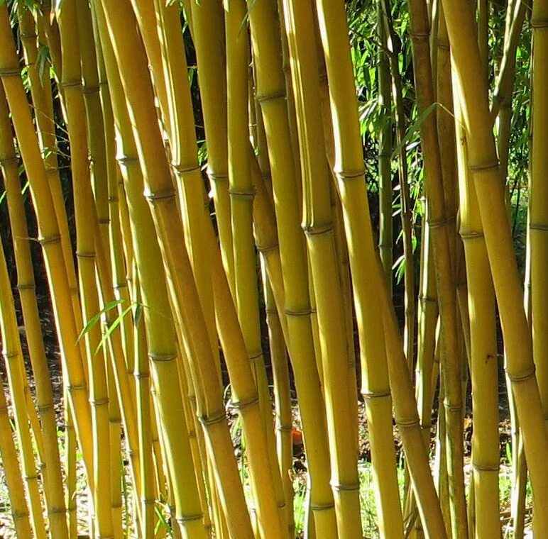 Бамбук обыкновенный. Phyllostachys aureosulcata. Бамбук листоколосник. Бамбук Филлостахис. Филостахис (листоколосник).