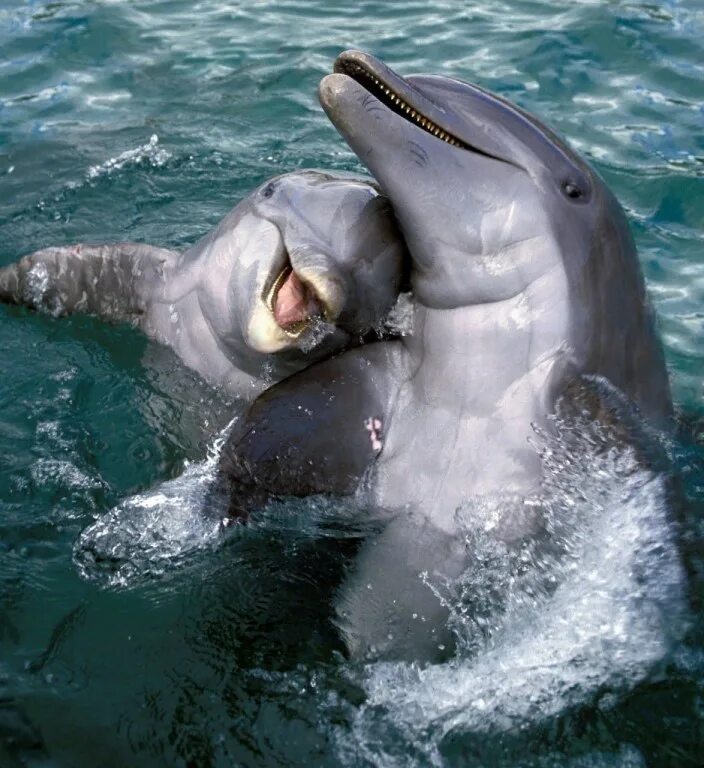 Dolphin am. Атлантический белобокий дельфин. Дельфины спят. Дельфины в море. Дельфины в море.