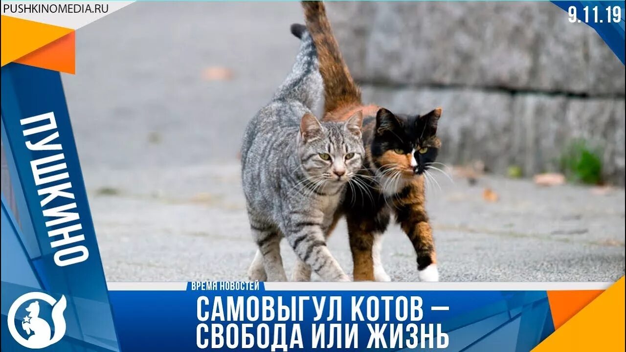 Как коты находят дорогу