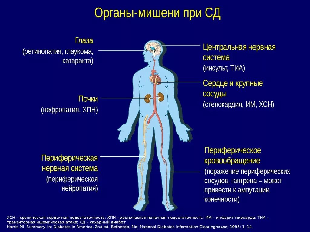 5 органы мишени. Поражение органов мишеней при сахарном диабете. Органы мишени при сахарном диабете 2. Органы мишени сахарного диабета 2 типа. Сахарный диабет с поражением органов мишеней.