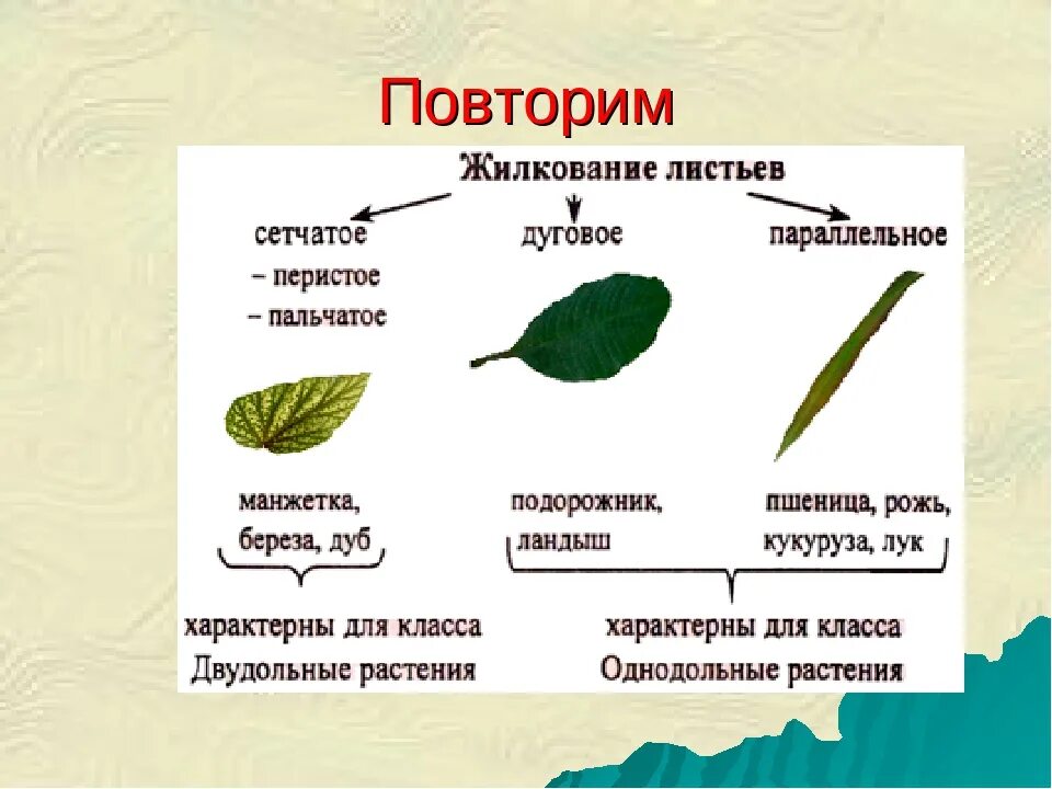 Лист жилка корень. Типы жилкования листа 6 класс биология. Биология 6 кл жилкование листа. Жилкование листьев 6 класс биология. Типы жилкования листьев схема.