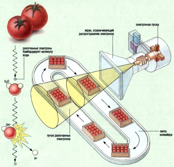 измерение радиации в продуктах. радиационная стерилизация продуктов питания. радиационный контроль продуктов. облучение пищевых продуктов. радиационная стерилизация продуктов.