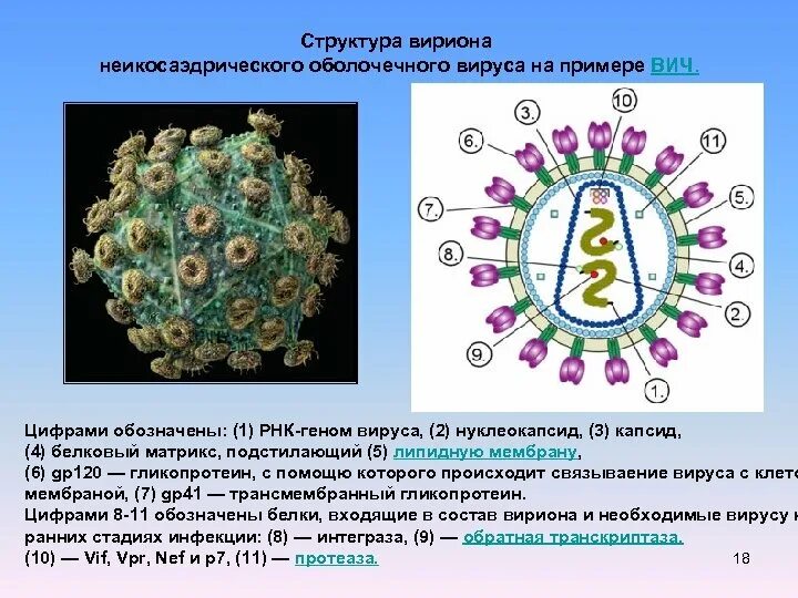 Геном вируса называется. Коронавирус строение вириона. вич структура вириона. строение вирусной частицы вириона. структура вириона вируса.