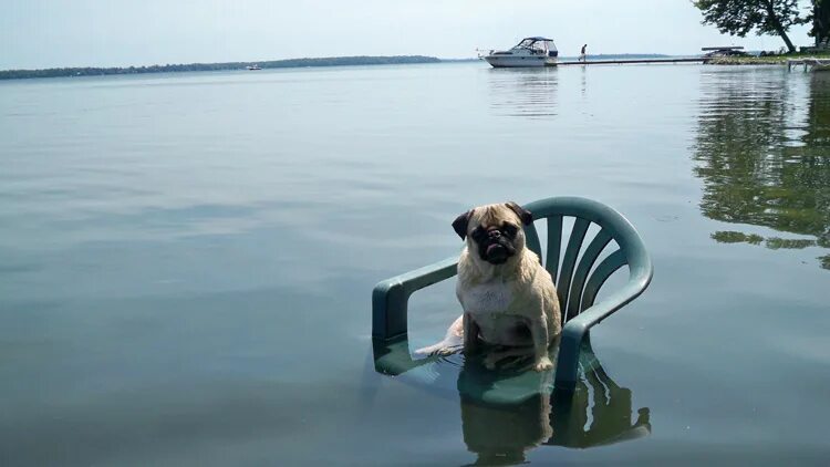 Просто интересно сколько я еще выдержу. Интересно сколько я еще выдержу. Просто интересно сколько я еще выдержу. Иногда нужно просто остановиться. Всратые коты с надписями.