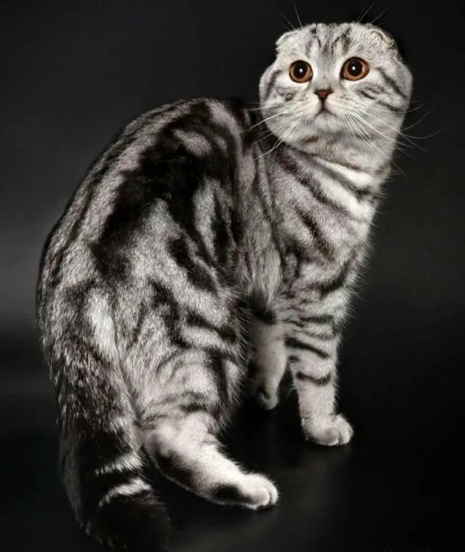 Скоттиш фолд. Скоттиш-фолд Шотландская. Шотландская вислоухая фолд. Шотландская кошка скоттиш фолд. Фото вислоухой породы