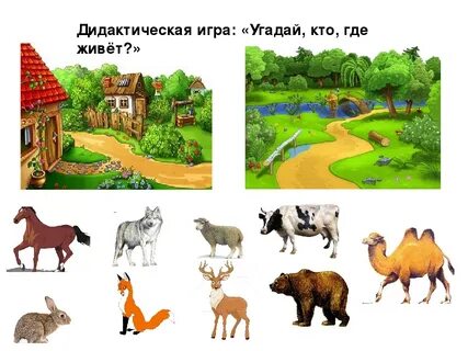 Картинка где живут дикие животные