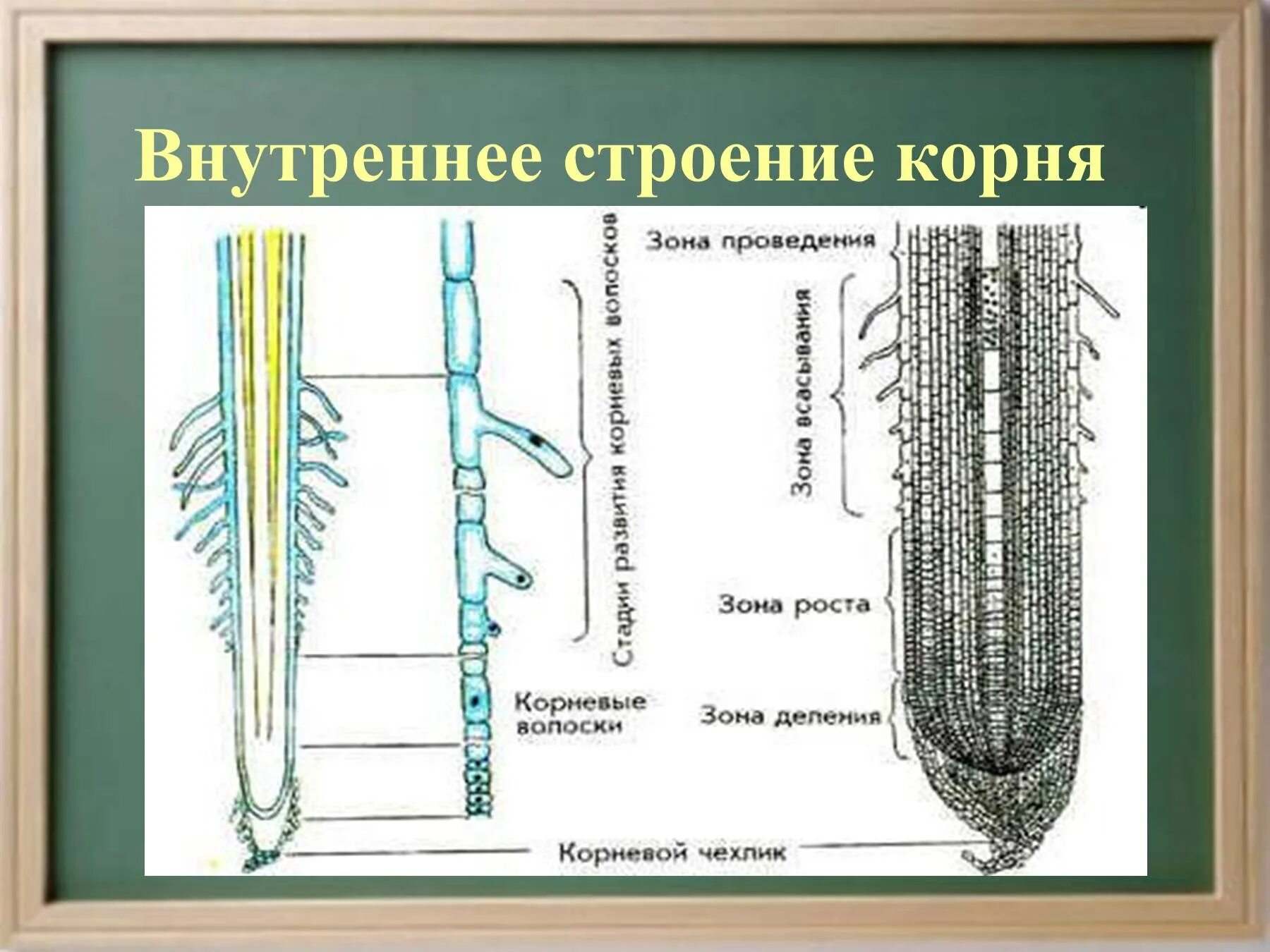 Строение корня растения 6 класс биология. Строение корня цветкового растения. Внутреннее строение корня 5 класс биология. Корень схема биология. Последовательность роста корня